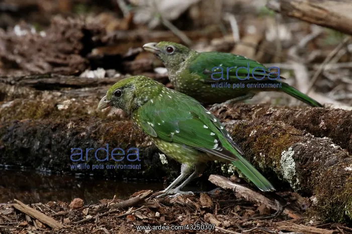  : Green Catbird