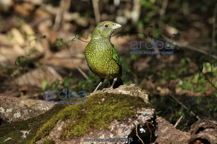  : Green Catbird