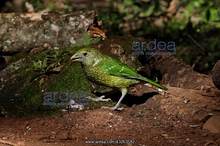  : Green Catbird