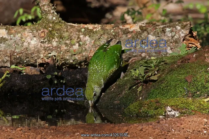  : Green Catbird