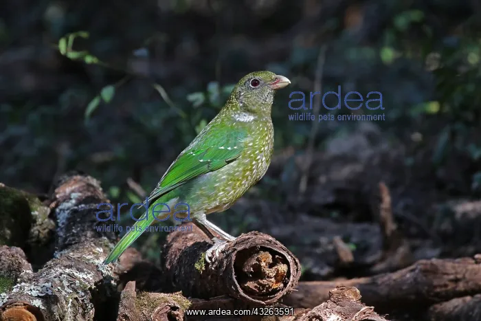  : Green Catbird