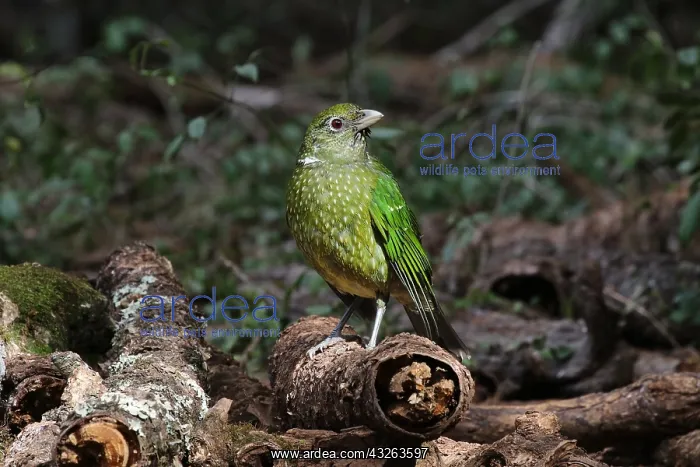  : Green Catbird