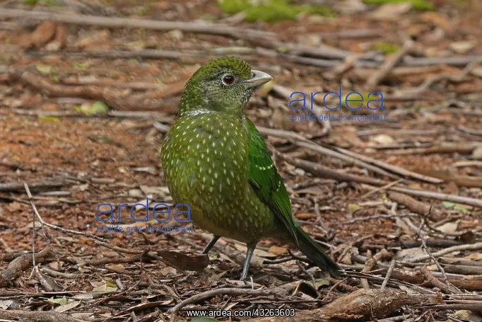 : Green Catbird