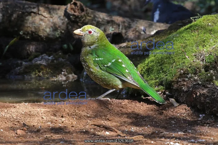  : Green Catbird