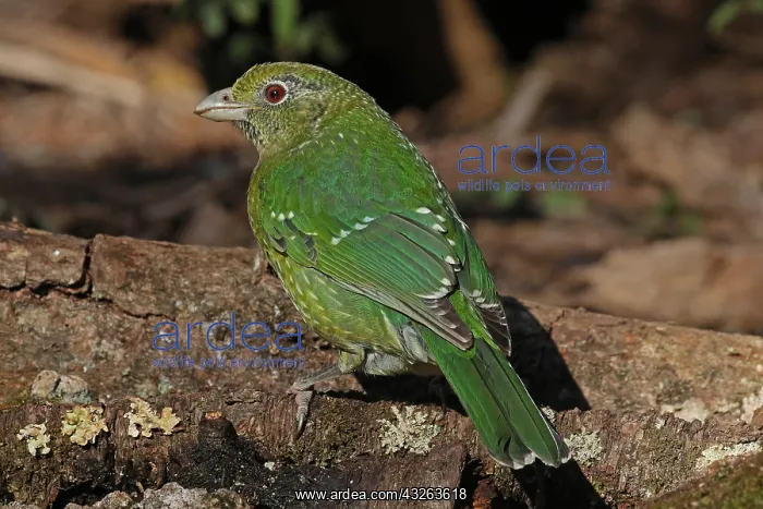  : Green Catbird