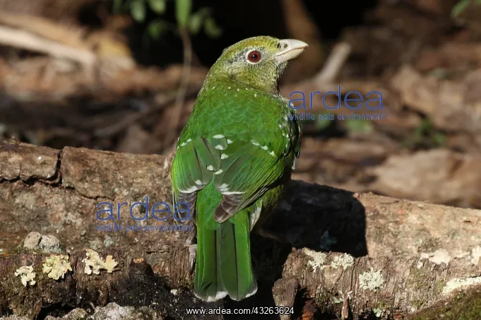  : Green Catbird
