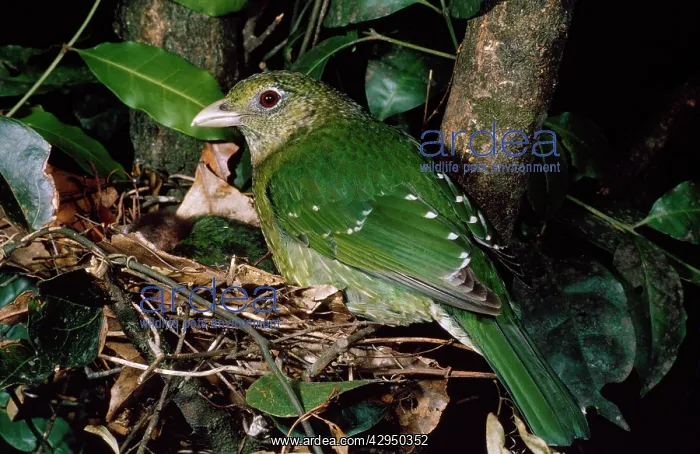 : Green Catbird - at nest : Green Catbird - at nest