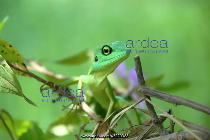 : Green chameleon (Chamaeleonidae) in tropical rainforest : Green chameleon (Chamaeleonidae) in tropical rainforest
