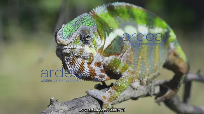 : Green chameleon walks along branch and looksat a : Green chameleon walks along branch and looksat a