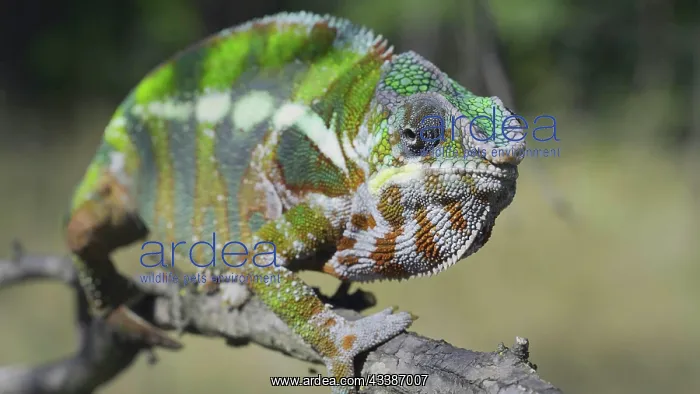 : Green chameleon walks along branch and looksat a : Green chameleon walks along branch and looksat a