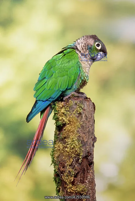 : Green-cheeked Conure : Green-cheeked Conure