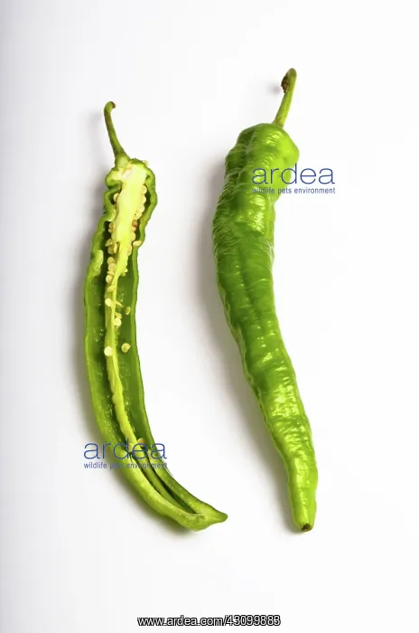 : Green Chili Pepper : Green Chili Pepper
