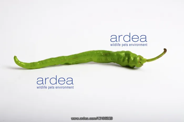 : Green Chili Pepper : Green Chili Pepper