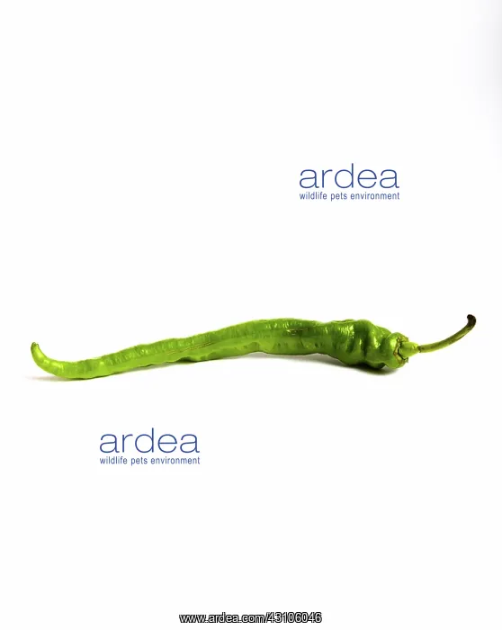 : Green Chili Pepper : Green Chili Pepper