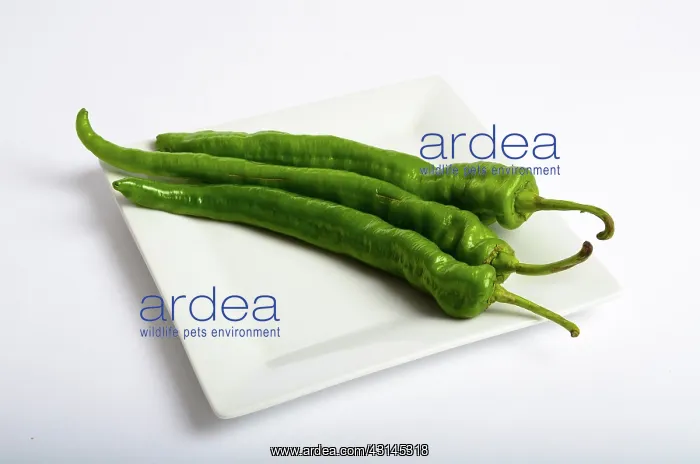 : Green Chili Pepper : Green Chili Pepper