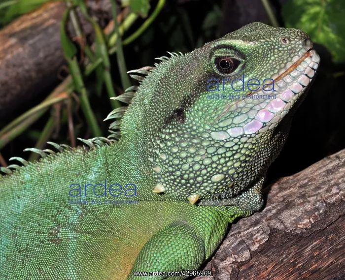 : Green / Chinese Water Dragon : Green / Chinese Water Dragon