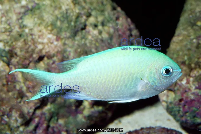 : Green CHROMIS / Damselfish / Puller fish : Green CHROMIS / Damselfish / Puller fish
