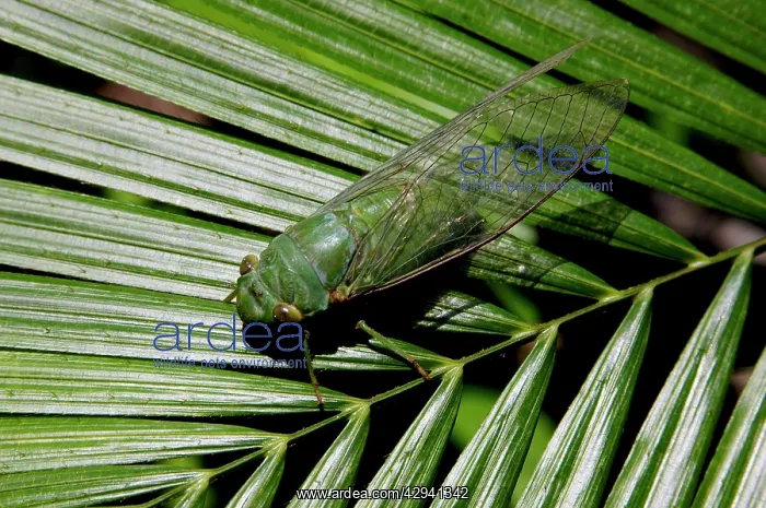 : Green Cicada, which is active around dusk, in daytime : Green Cicada, which is active around dusk, in daytime