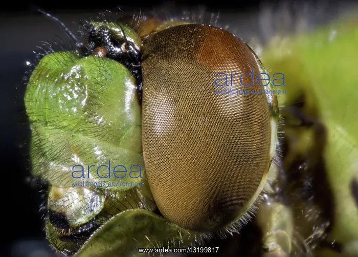 : Green Clearwin Eye