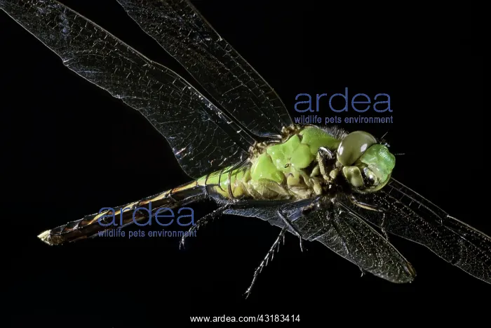 : Green Clearwing Dragonfly : Green Clearwing Dragonfly