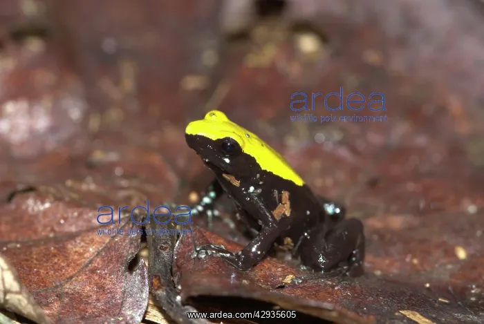 : Green Climbing Mantella - Endemic : Green Climbing Mantella - Endemic