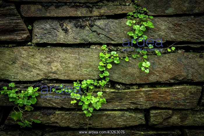 : Green climbing plant grows on wall, Lake District : Green climbing plant grows on wall, Lake District
