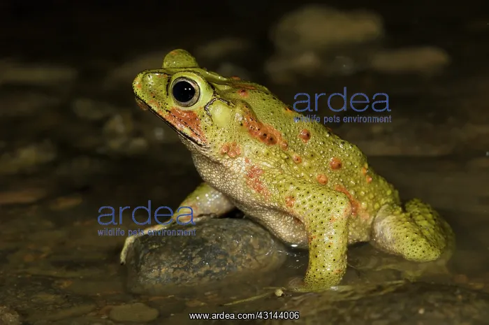: Green Climbing Toad : Green Climbing Toad