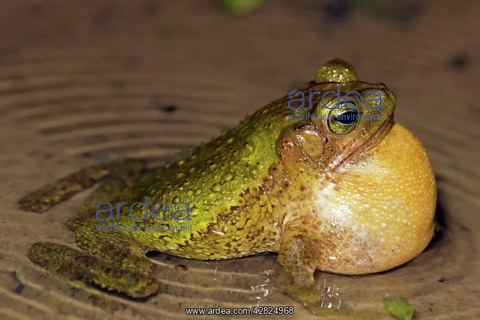 : Green Climbing Toad - male calling to attract females : Green Climbing Toad - male calling to attract females