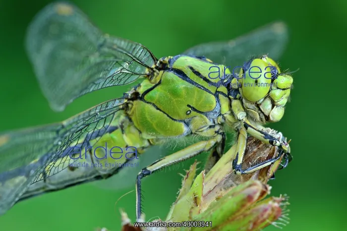 : Green Club Tailed Dragonfly Green Gomphid : Green Club Tailed Dragonfly Green Gomphid