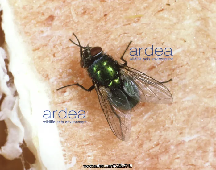 : Green Cluster Fly (Dasyphora cyanella) on meat : Green Cluster Fly (Dasyphora cyanella) on meat