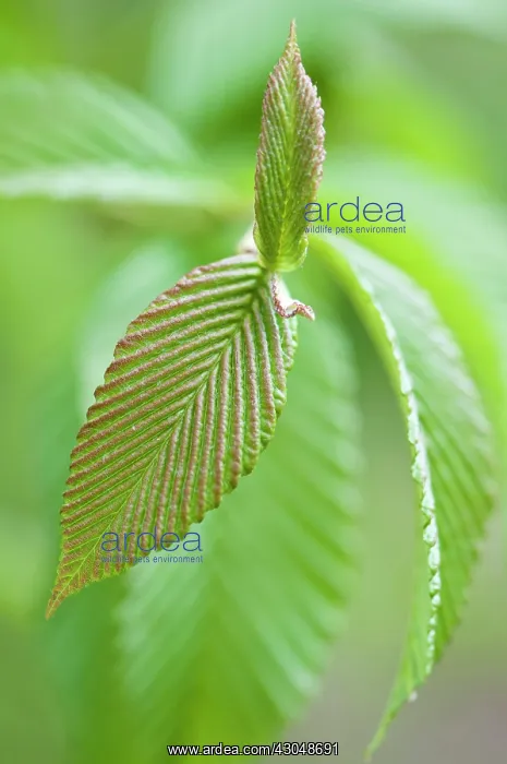 : Rowan. Green and copper coloured new leaves of Sorbus meliosmifolia : Rowan. Green and copper coloured new leaves of Sorbus meliosmifolia