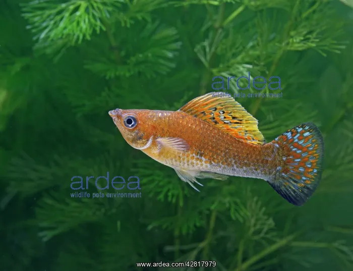 : Green copper molly - side view male : Green copper molly - side view male