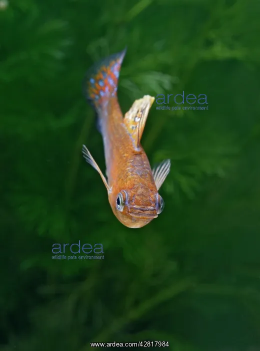  : Green copper molly - front view male