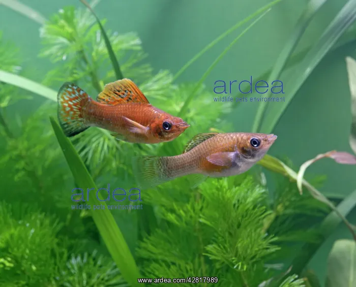 : Green copper molly - side view pair : Green copper molly - side view pair