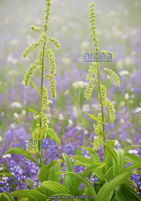 : Green Corn Lily / Green False Hellebore : Green Corn Lily / Green False Hellebore