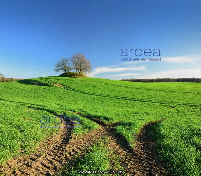 : Green cornfield in spring with lane, blue sky, on : Green cornfield in spring with lane, blue sky, on