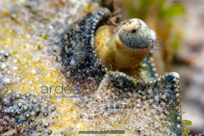 : Green crab (Carcinus maenas) detail, Around the : Green crab (Carcinus maenas) detail, Around the