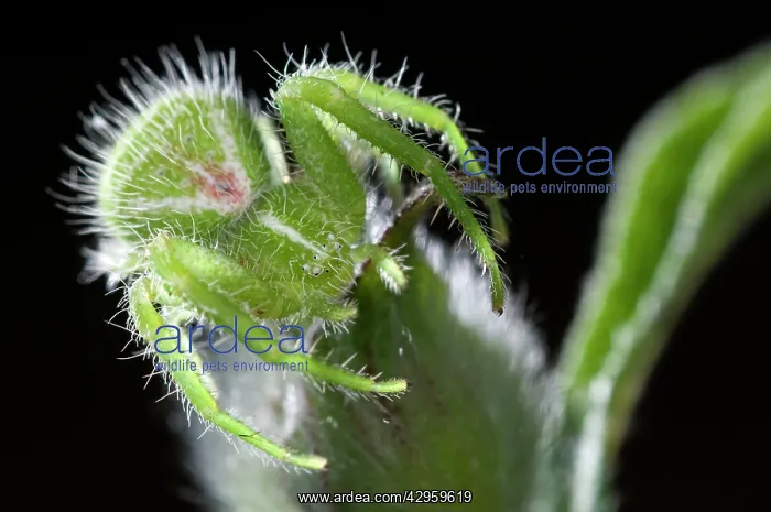 : Green Crab Spider - on a Cistus : Green Crab Spider - on a Cistus