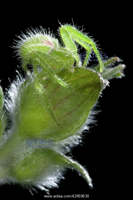 : Green Crab Spider - on a Cistus : Green Crab Spider - on a Cistus