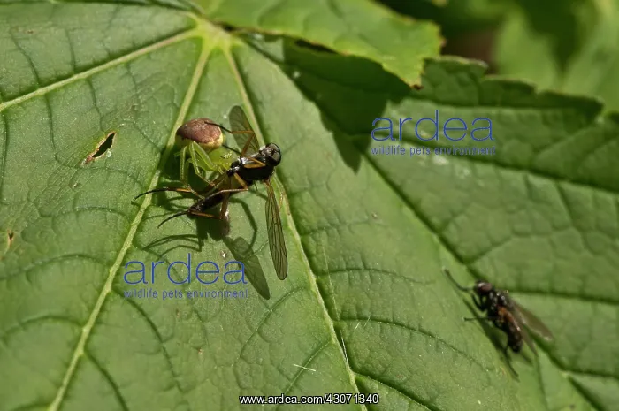 : Green Crab Spider (Diaea dorsata) has caught a Robberfly : Green Crab Spider (Diaea dorsata) has caught a Robberfly