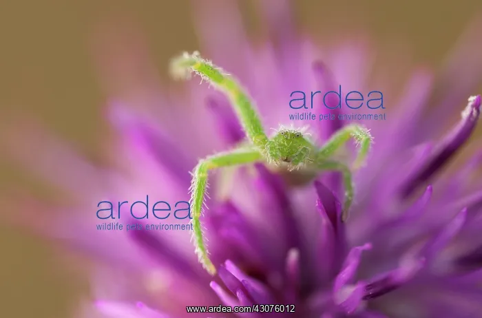 : Green Crabspider : Green Crabspider