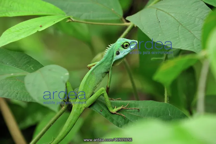 : Green Crested Lizard : Green Crested Lizard
