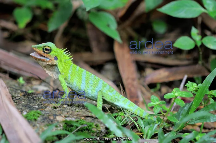 : Green Crested Lizard : Green Crested Lizard