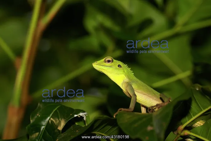 : Green Crested Lizard : Green Crested Lizard