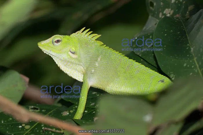 : Green Crested Lizard : Green Crested Lizard