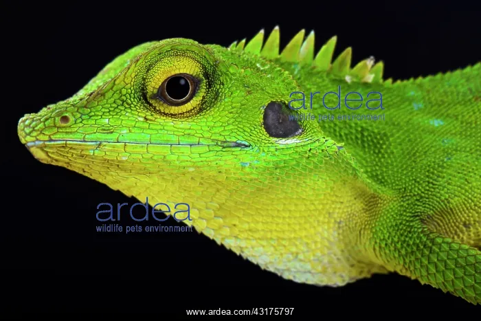 : Green crested lizard (Bronchocela cristatella) : Green crested lizard (Bronchocela cristatella)