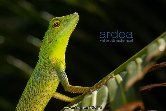 : Green Crested Lizard (Bronchocela cristatella) : Green Crested Lizard (Bronchocela cristatella)