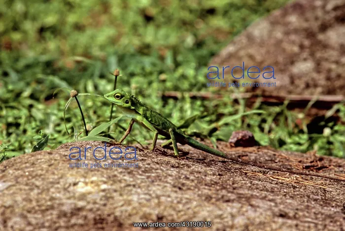 : Green Crested Lizard, Malaysia : Green Crested Lizard, Malaysia