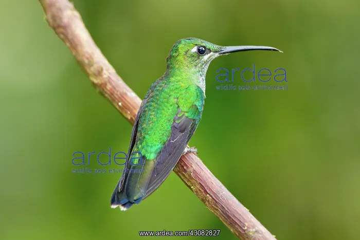 : Green-crowned Brilliant : Green-crowned Brilliant