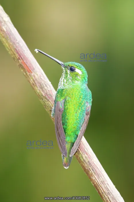  : Green-crowned Brilliant